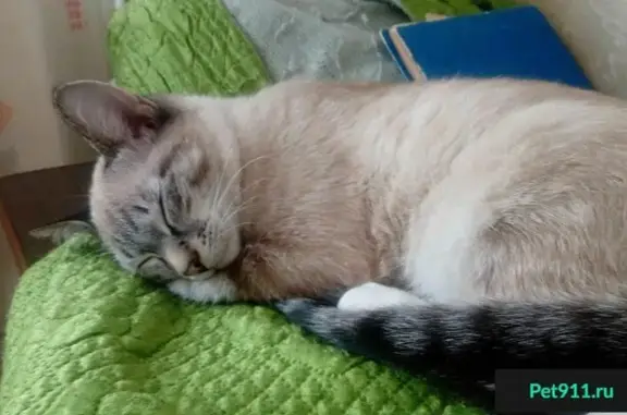 Пропала сиамская кошка в Кызыле