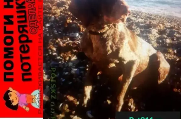 Пропала собака Филимон в Дагомысе