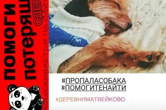 Пропала собака в деревне Матвейково, Одинцовский р-н
