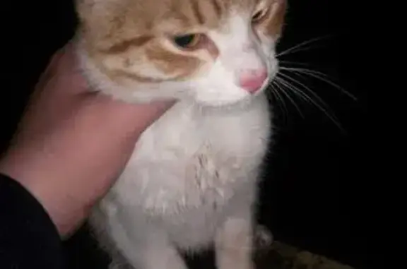 Пропал кот в Касево, бело-рыжий, с голубыми когтями.