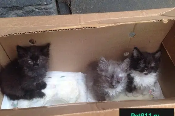 Трое котят нуждаются в помощи в Серпухове