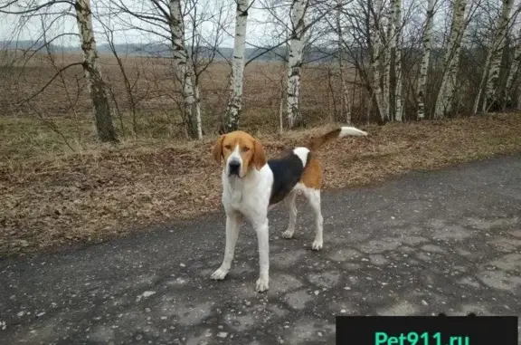 Пропала собака Пёс у деревни Скородум, ищет хозяина.