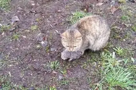 Найдена кошка с котенком в Караганде - нужна передержка!