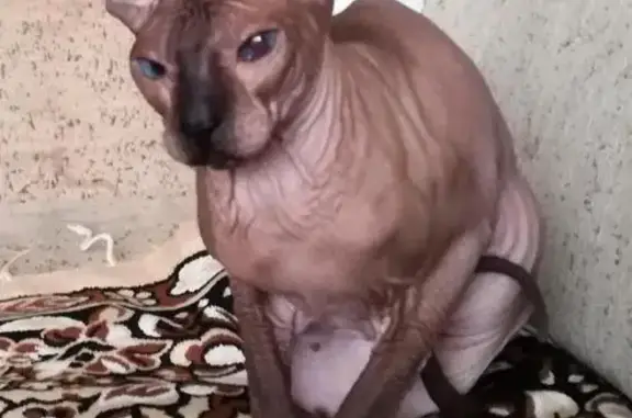 Пропала кошка с пятном в Пермском крае