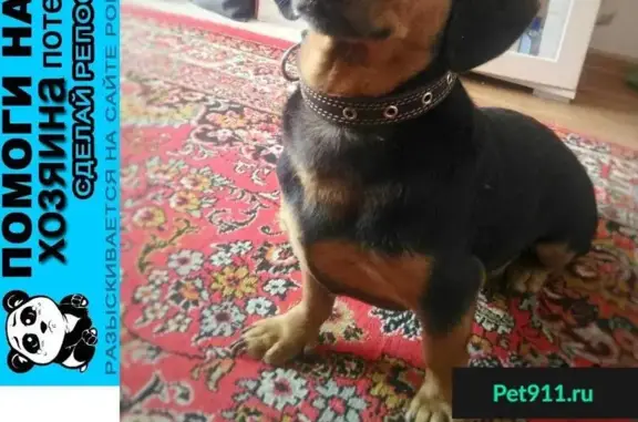Пропала собака в Заводском, найдена в Крекинге (Саратов)