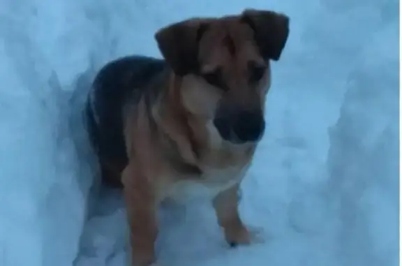 Пропала собака Гоша в посёлке Нудоль, Клин.