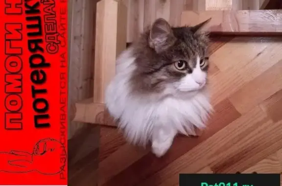 Пропала кошка Масик в СНТ Десна, Московская область