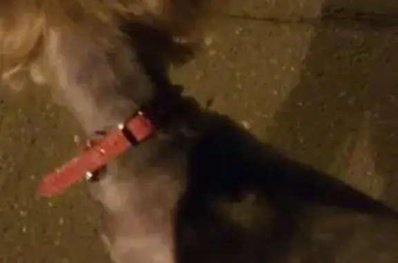 Найдена собака на ул. Калинина в Ступино