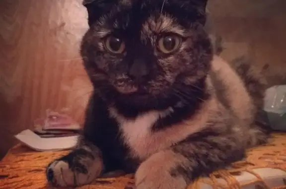 Пропала кошка на Некрасова в Михайловке