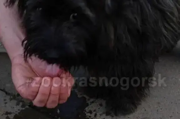 Найдена собака в Красногорске, ищем хозяев!