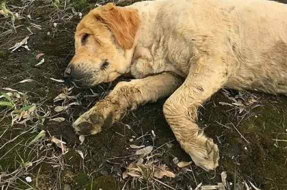 Собака найдена на Каширском шоссе, нужна передержка.