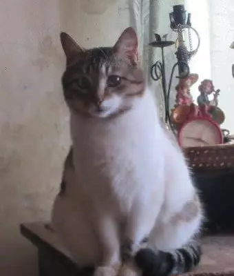 Ищем дом для ласковой кошки Таси в Твери