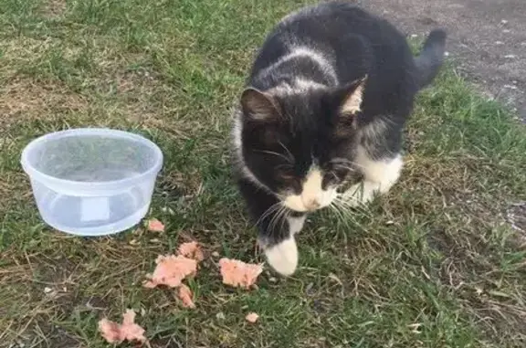 Найдена домашняя кошка на Новой Некрасовке, ищем хозяев