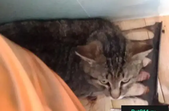 Найдена кошка на ул. Василисина д7 во Владимире