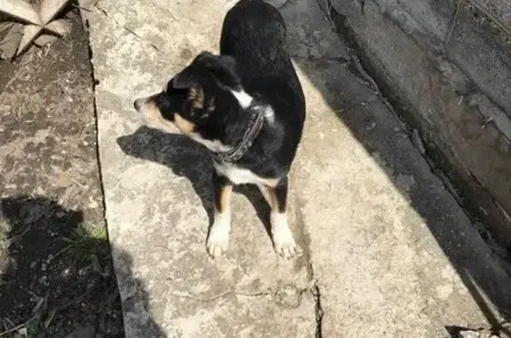 Найдена ласковая собака в Тольятти