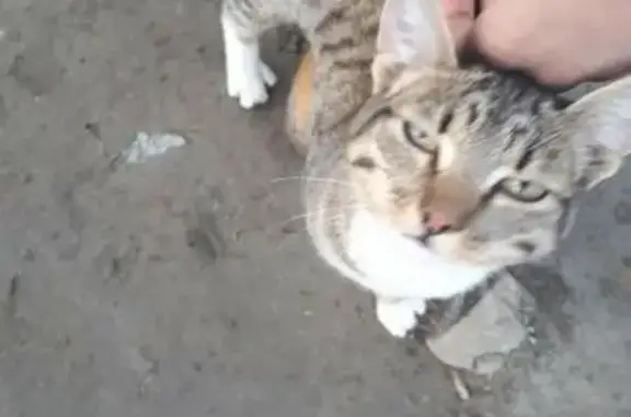 Найдена ласковая кошка в Якутске, срочно домой!