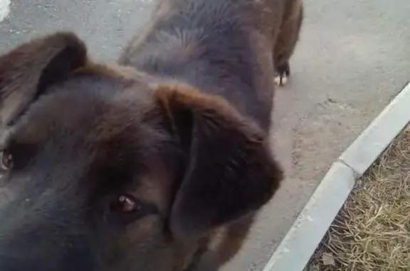 Найдена собака в Южных воротах, Томск