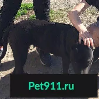 Пропала собака Айра в Каменск-Шахтинском