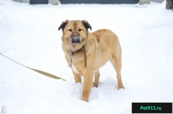 Найдена собака Флора в Екатеринбурге