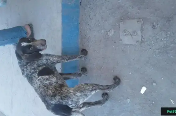 Найдена ласковая собака в Приморке, ищем хозяев