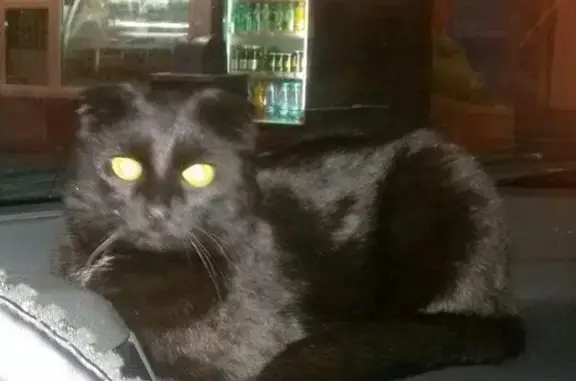 Пропал чёрный кот в Липецке