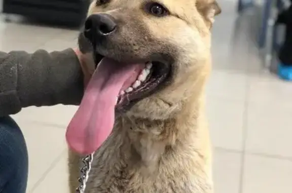 Найдена собака Бакс ищет дом в Караганде
