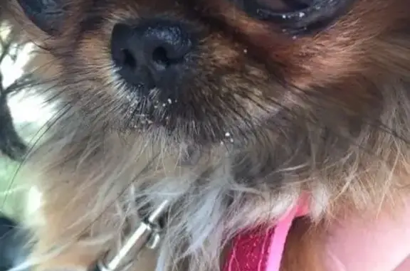 Собаки потеряшки, Карачаевский район, фото: Потеряшка собака в Карачаево-Черкесском районе