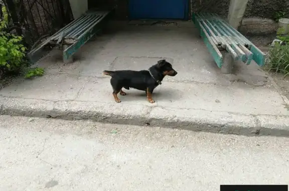 Найдена собака в районе стрелки, Севастополь