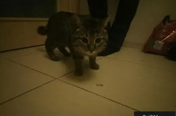 Найден кот на ул. Тимирязева, ищем хозяев