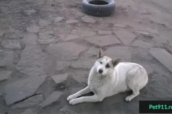 Собака Ася ищет новый дом в Луганске