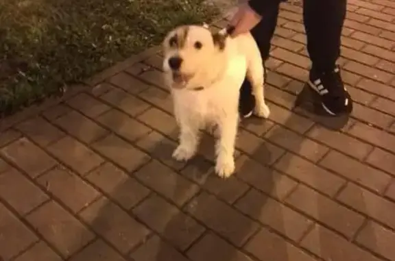 Найден пес на Кунцевской улице