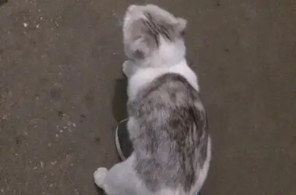 Потерянный кот с ошейником на Спортивной 2* в Самаре