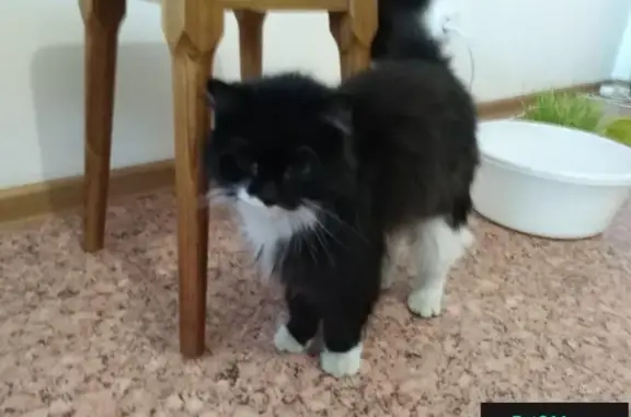 Найдена кошка на Ленской, 31