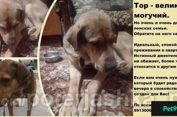 Собака Тор ищет новый дом в Новосибирске