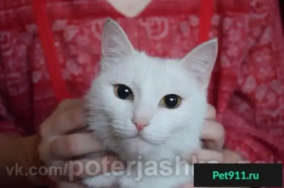 Найдена кошка в Новосибирске: Эльза ищет дом!