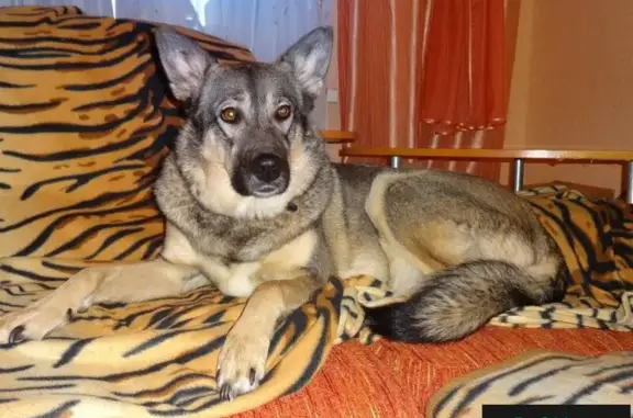Пропала собака в Каменске-Уральском, Ленина 102, зовут Лайма