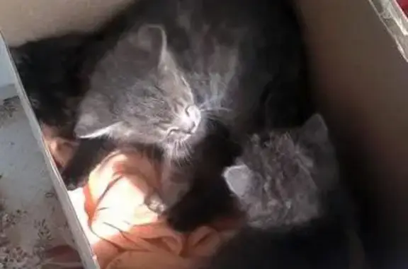 Найдены котята в Чите - нужен дом