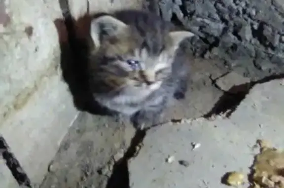 Найдены котята на улице Горбатова, д.6