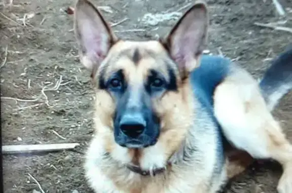 Пропала собака Аксай в Керчи, цвета Чепрачново с ошейником.