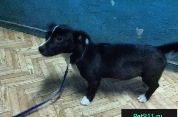 Найден щенок на ул. Молодежной в Смоленске