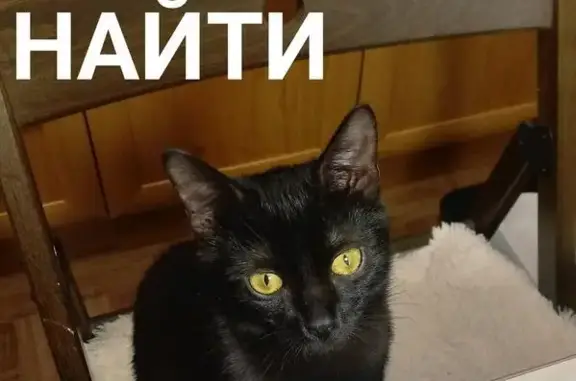 Пропала кошка Ксюша на Советской 99!