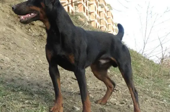 Пропала собака Фреш возрастом 2.5 в Краснодаре, идут поиски!