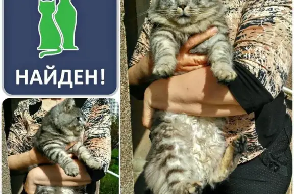 Найдена кошка на бульваре Южный в Калининграде
