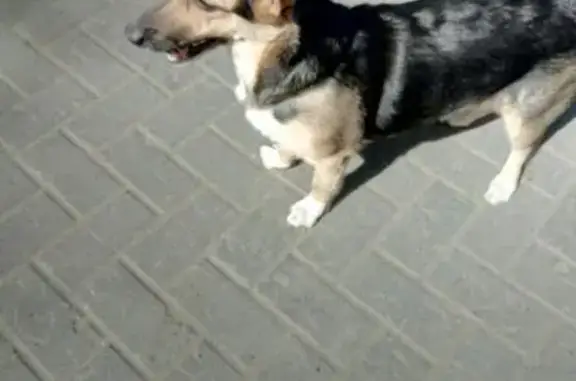Найдена собака на улице Успенского, Нижний Новгород