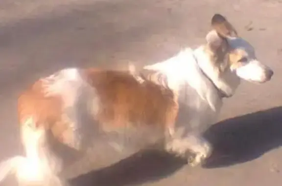 Найдена собака на улице Хользунова, 102