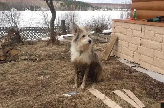 Собаки потеряшки, Ильича, фото: Потеряшка собака в поселке Ильича, вознаграждение гарантировано