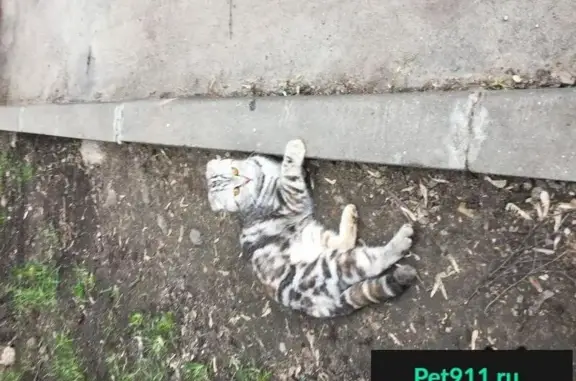 Пропала кошка на ул. Маломосковская, найдена британская вислоухая! (39 символов)