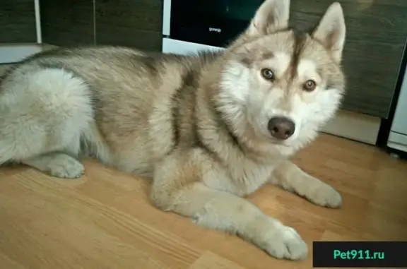 Пропала собака Ури в деревне Дрожжино, МО Ленинский район, есть адресник на ошейнике.