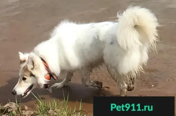 Пропала собака Белла, Нахабино, Московская область