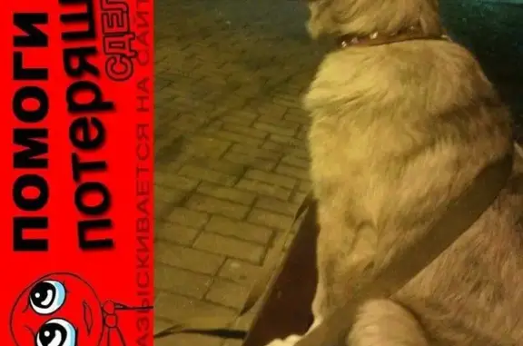 Пропала собака в Марьино, Москва